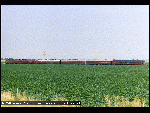 sus14.gif (11174 bytes)